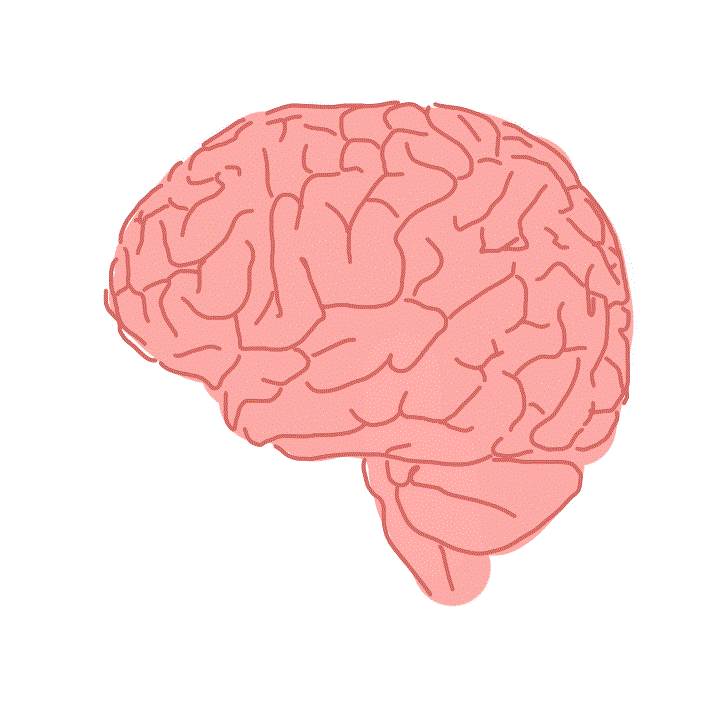 Illustration d'un cerveau